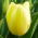 Tulipan Creme Flag - 5 szt.