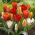 Tulipan botaniczny - niski - kolorowa mieszanka - 5 cebul