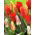 Tulipan botaniczny - niski - kolorowa mieszanka - 5 cebul