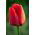 Tulipan czerwony Red - 5 cebulek
