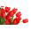 Tulipan czerwony Red - 5 cebulek