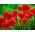 Tulipan czerwony Red - 5 cebulek