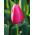 Tulipan różowy Rose - 50 cebulek - paczka XXL!