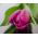 Tulipan różowy Rose - 5 cebulek