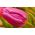 Tulipan różowy Rose - 50 cebulek - paczka XXL!