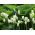 Tulipan Spring Green - 5 cebulek