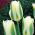 Tulipan Spring Green - 5 cebulek
