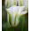 Tulipan Spring Green - 5 cebulek