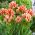 Tulipan Sylvia Warder - 5 cebulek