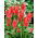 Tulipan Toronto - 5 cebulek