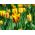 Tulipan Triumpha Washington - opak. 5 cebulek