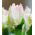 Tulipan Webers Parrot  opak. 5 szt.