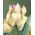 Tulipan Webers Parrot  opak. 5 szt.