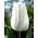 Tulipan White Dream - 5 cebulek