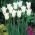 Tulipan White Wings - 5 cebulek