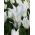 Tulipan White Wings - 5 cebulek