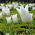 Tulipan White Wings - 5 cebulek