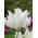 Tulipan White Wings - 5 cebulek