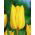 Tulipan Yokohama - 5 cebulek