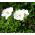 Zawilec - Bride  - 8 szt.