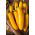Cukinia Goldena - 27 nasion