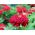 Cynia wytworna daliowa Scarlet Flame - 120 nasion