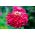 Cynia wytworna daliowa Scarlet Flame - 120 nasion