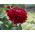Cynia wytworna daliowa Scarlet Flame - 120 nasion