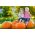 Dynia olbrzymia Bambino - 100 gram - 400 nasion