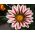 Gazania BIG KISS F2 White Flame