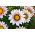 Gazania BIG KISS F2 White Flame