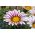 Gazania BIG KISS F2 White Flame