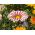 Gazania BIG KISS F2 White Flame