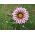 Gazania BIG KISS F2 White Flame