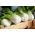 Kapusta chińska Pak-Choi Joi Choi