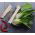 Kapusta chińska Pak-Choi Joi Choi