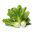 Kapusta chińska Pak-Choi Joi Choi