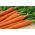 Marchew Koral - 50 gram - 42500 nasion