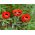 Mak biedronkowy Ladybird - 3080 nasion
