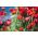 Mak biedronkowy Ladybird - 3080 nasion