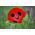 Mak biedronkowy Ladybird - 3080 nasion
