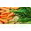 Marchew Aron F1 - wczesna - 4250 nasion