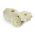 Patison Orfeus - 36 nasion