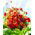 Poziomka Mignonette - 320 nasion