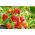Truskawka Rainbow Treasure F1 - 5 nasion