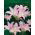 Amaryllis prawdziwy - Belladonna - cebulka XXL