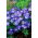Zawilec grecki - Blue Shades - 8 szt.