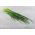 Domowy ogródek - Szczypiorek Broad Leaf - do uprawy w domu i na balkonie - 1700 nasion