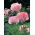 Mak wschodni - Helen Elizabeth - 1 szt.