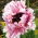 Mak wschodni - Ruffled Patty - 1 szt.